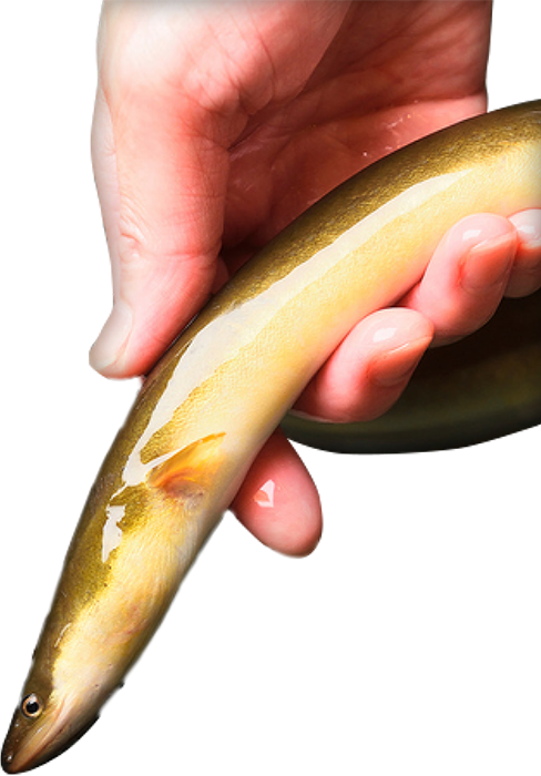 天然鰻手づかみ